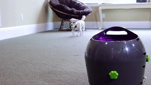 AnimalstoreXL Petsafe Automatic Ball Launcher