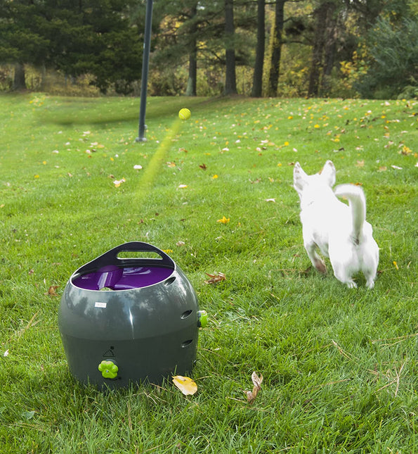 AnimalstoreXL Petsafe Automatic Ball Launcher