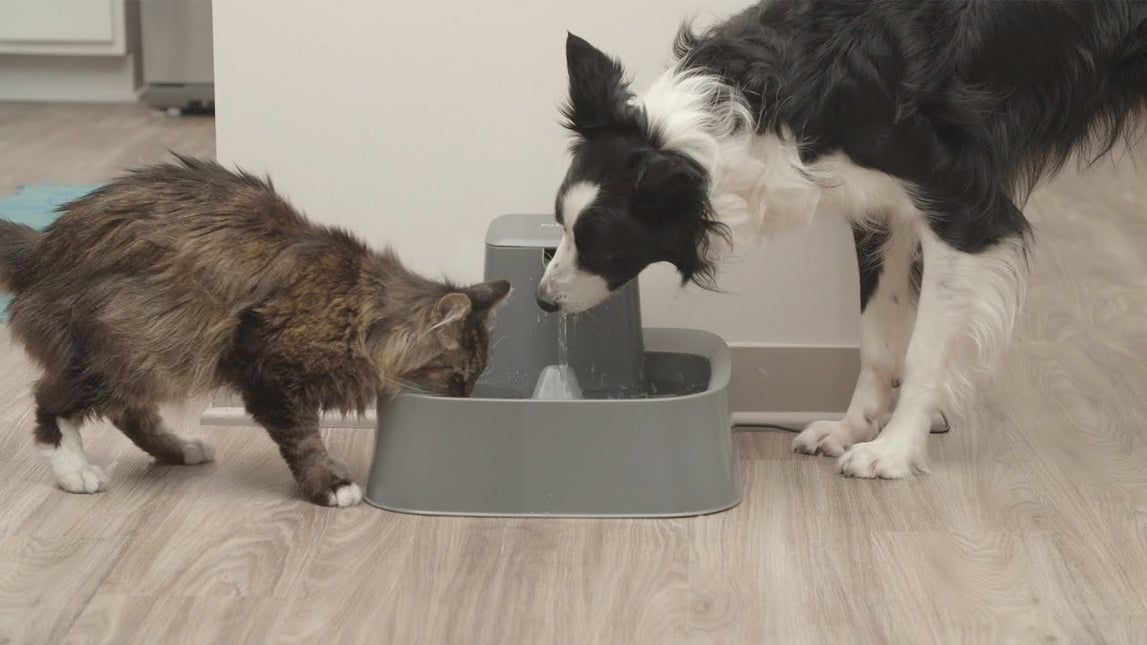 AnimalstoreXL Petsafe Drinkfontein Drinkwell 7,5 liter