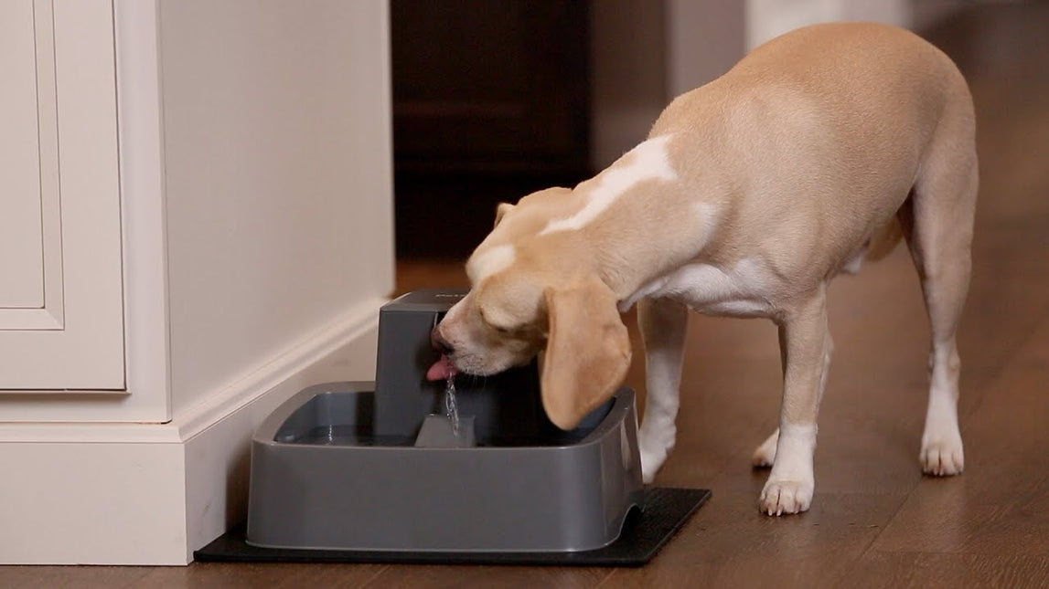 AnimalstoreXL Petsafe Drinkfontein Drinkwell 7,5 liter