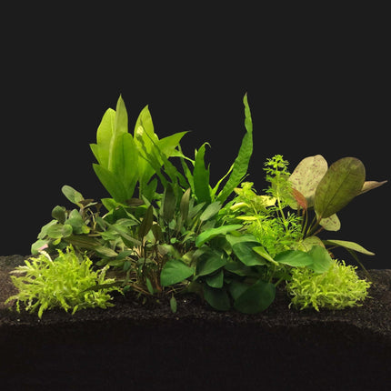 AnimalstoreXL Plantenpakket Large 1