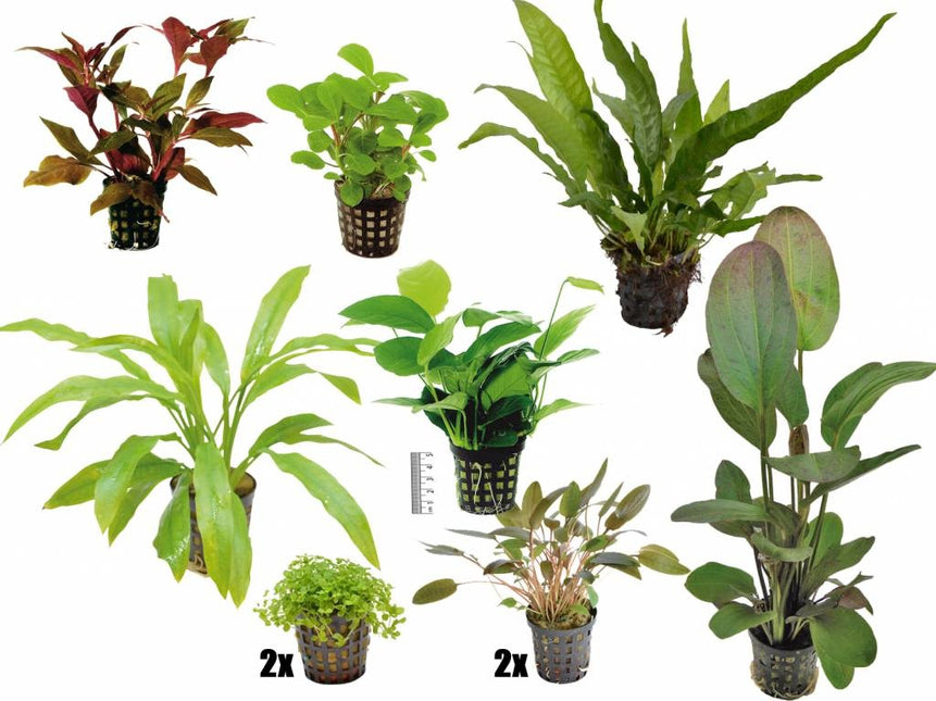 AnimalstoreXL Plantenpakket Large 1