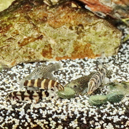 AnimalstoreXL Pronovo Botia Tab M 5,5L