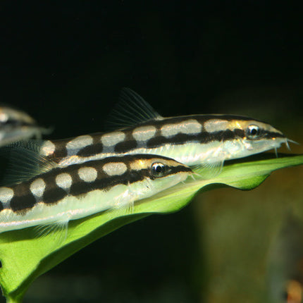 AnimalstoreXL Pronovo Botia Tab M 5,5L