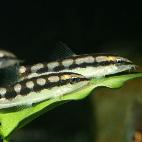 AnimalstoreXL Pronovo Botia Tab M 5,5L