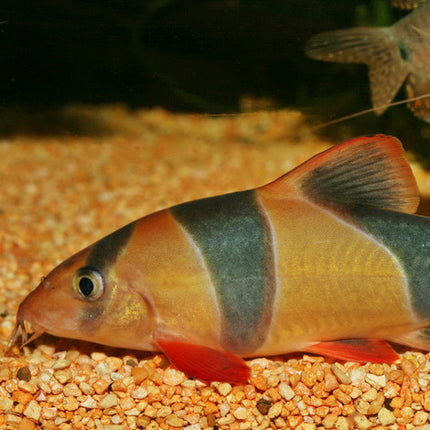 AnimalstoreXL Pronovo Botia Tab M 5,5L