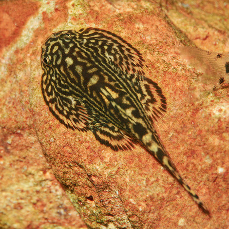 AnimalstoreXL Pronovo Botia Tab M 5,5L