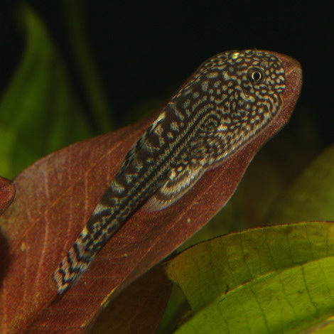 AnimalstoreXL Pronovo Botia Tab M 5,5L