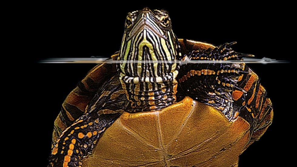 AnimalstoreXL Repti Clear F350 Terrariumfilter