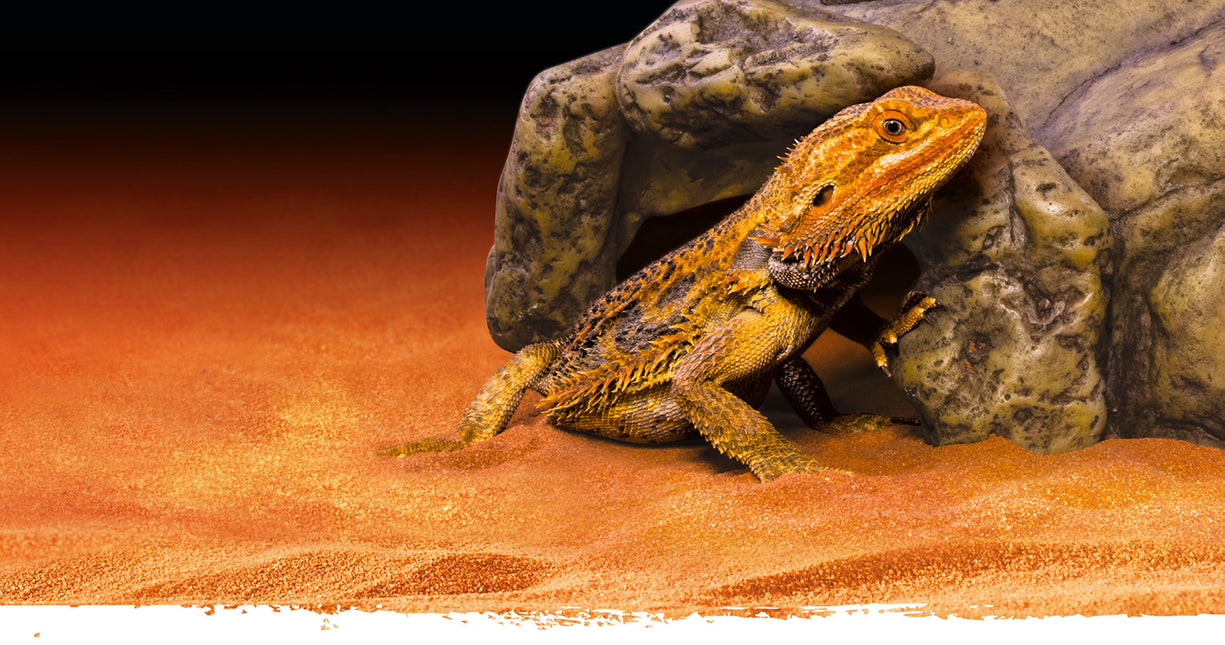 AnimalstoreXL Reptielengrot L