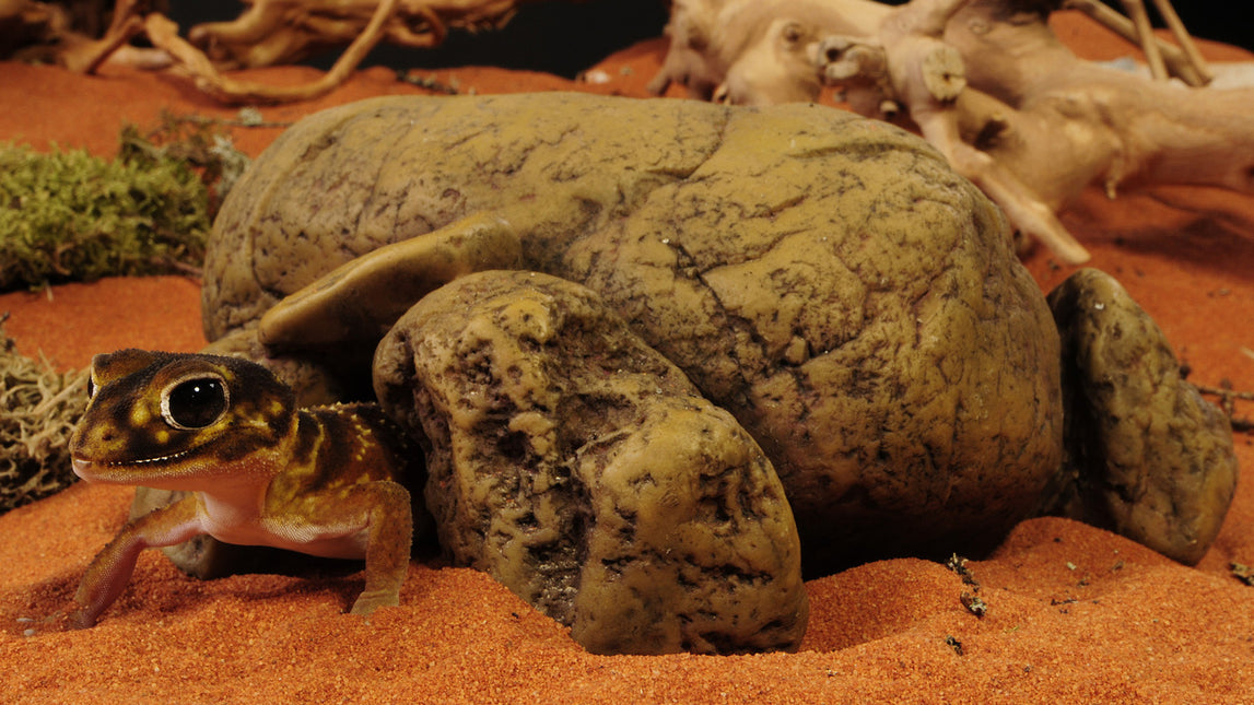 AnimalstoreXL Reptielengrot XL