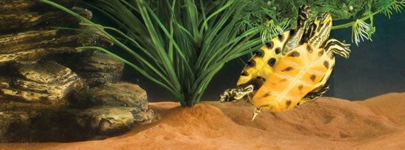 AnimalstoreXL Rivierbedding Zand Bruin Aquaterrarium 4,5kg