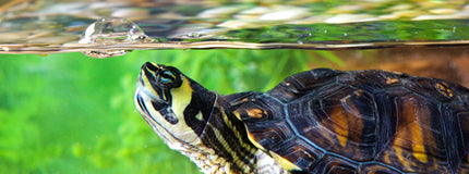 AnimalstoreXL Schildpad Schoon 120ml