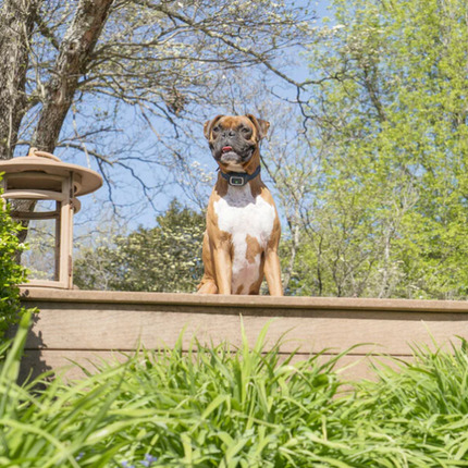 Petsafe Antiblafband met Spray