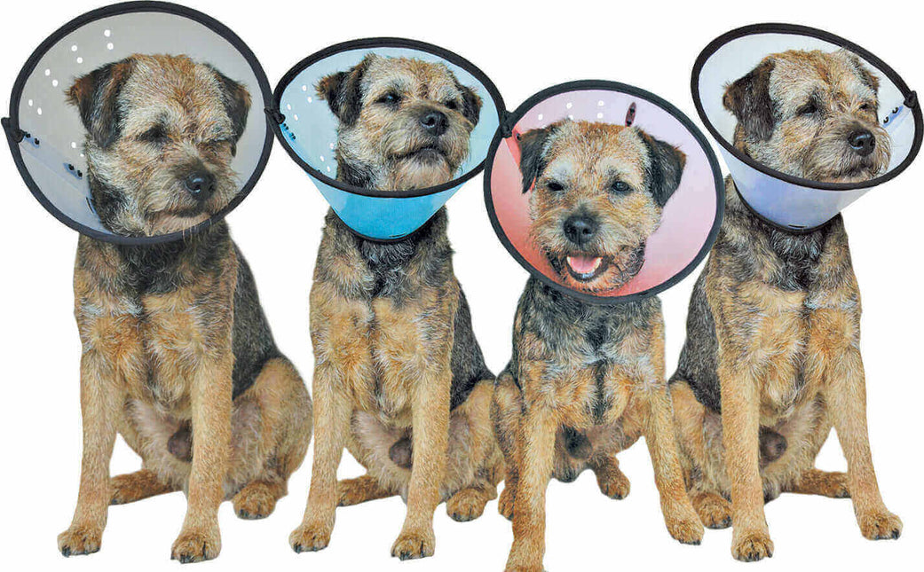 AnimalstoreXL Smart Collar Kraag Plastic Hond Nr 1 18-24cm