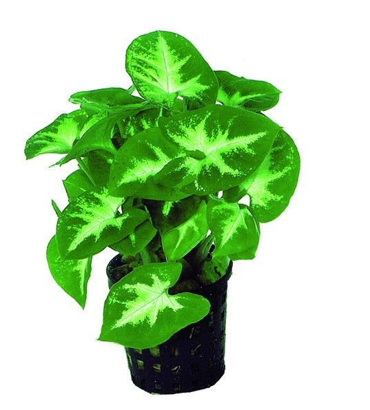 AnimalstoreXL Syngonium Pixii