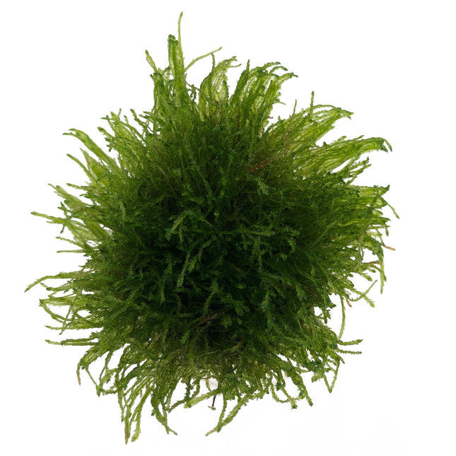 AnimalstoreXL Taxiphyllum Barbieri in vitro bakje