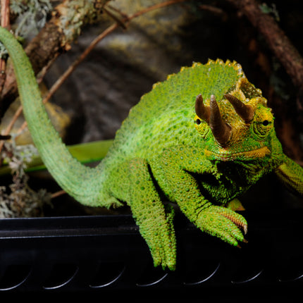 AnimalstoreXL Terrarium Metalen Slot