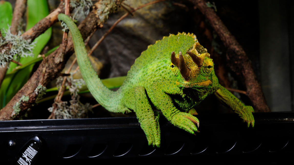 AnimalstoreXL Terrarium Metalen Slot