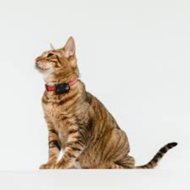 Tickless Tick Tick Loose Lover Mini Cat Black