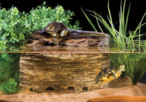 AnimalstoreXL Turtle Cliff Middelgroot Met Filter Pt3610