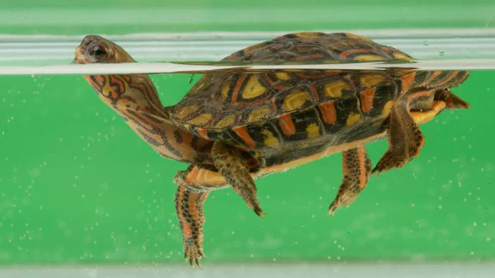 AnimalstoreXL Turtle Filter FX-200