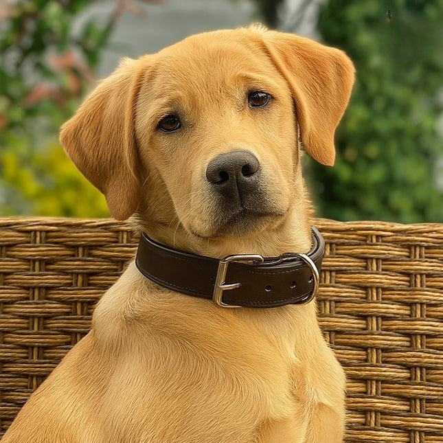 Boon Dog Fashion Halsband breed Enkel Donkerbruin