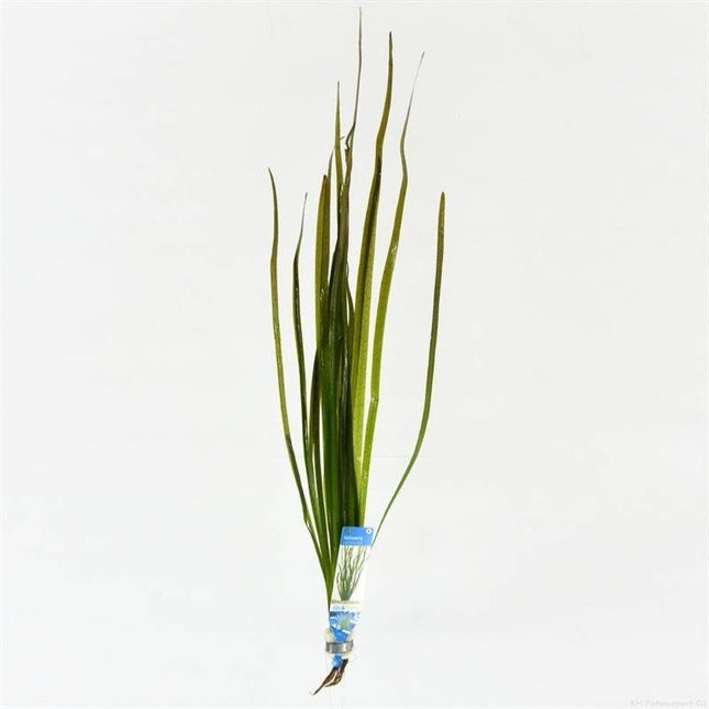AnimalstoreXL Vallisneria Spiralis Rood bos