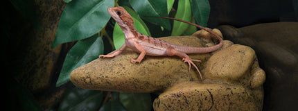 AnimalstoreXL Verhoogde Rotsformatie S