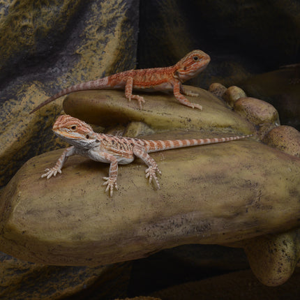 AnimalstoreXL Verhoogde Rotsformatie S