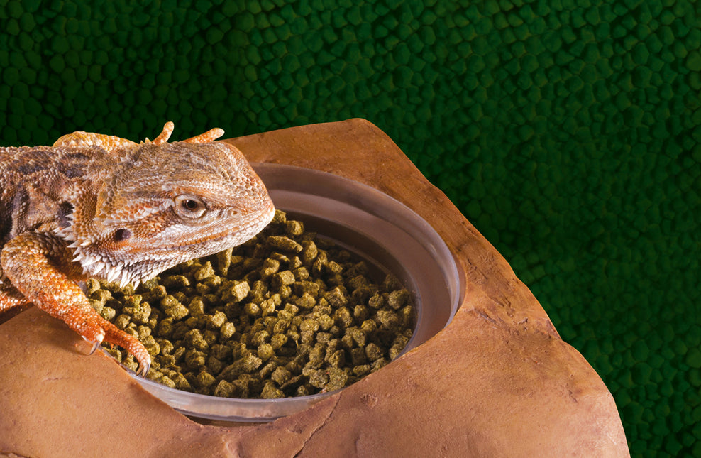 AnimalstoreXL Voerbak Voor Diet Cups