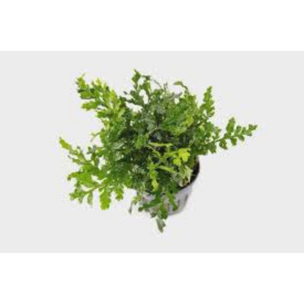 Water Plant Bolbitis Heteroclita Difformis in-vitro