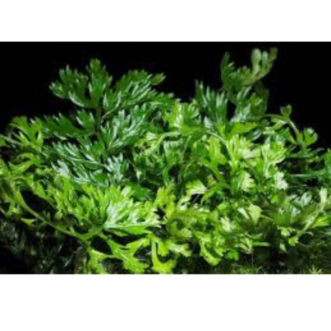 Water Plant Bolbitis Heteroclita Difformis in-vitro