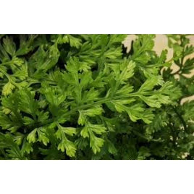 Water Plant Bolbitis Heteroclita Difformis in-vitro