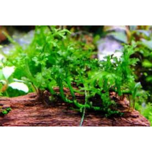 Water Plant Bolbitis Heteroclita Difformis in-vitro