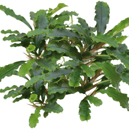 AnimalstoreXL Waterplant Bucephalandra sp. Green Velvet in pot