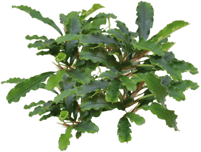 AnimalstoreXL Waterplant Bucephalandra sp. Green Velvet in pot