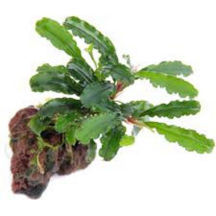 Water Plant Bucephalandra sp. Green Velvet in pot