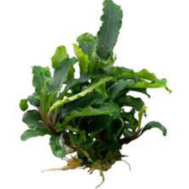 Water Plant Bucephalandra sp. Green Velvet in pot