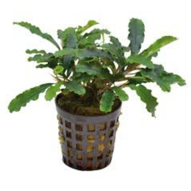 Water Plant Bucephalandra sp. Green Velvet in pot