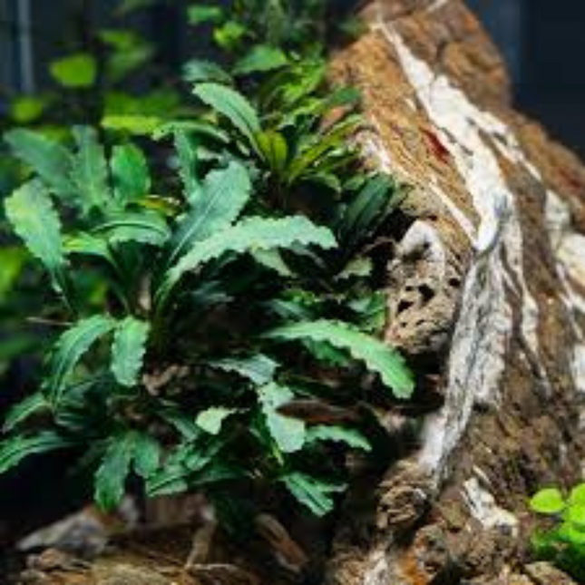 Water Plant Bucephalandra sp. Green Velvet in pot