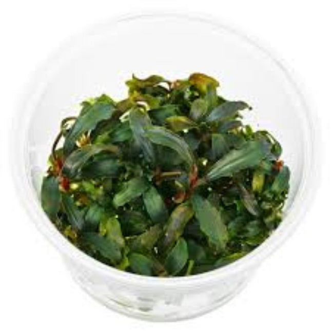 Water Plant Bucephalandra sp. Kedagang in-vitro