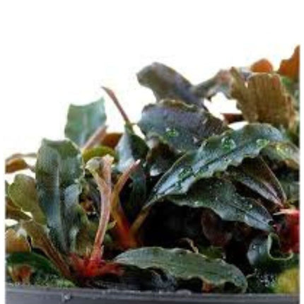 Water Plant Bucephalandra sp. Kedagang in-vitro