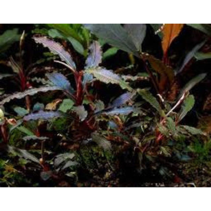 Water Plant Bucephalandra sp. Kedagang in-vitro