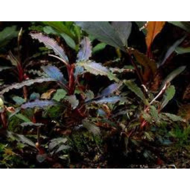 Water Plant Bucephalandra sp. Kedagang in-vitro