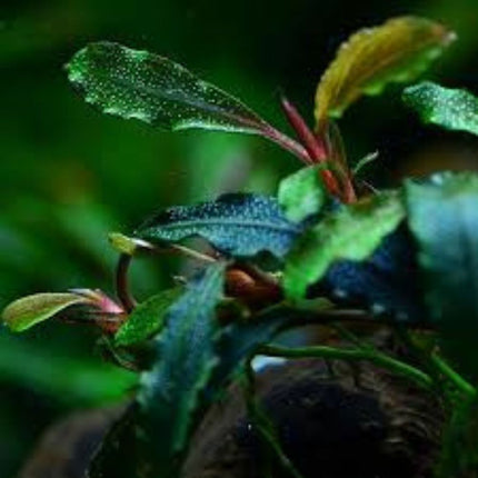 Water Plant Bucephalandra sp. Kedagang in-vitro