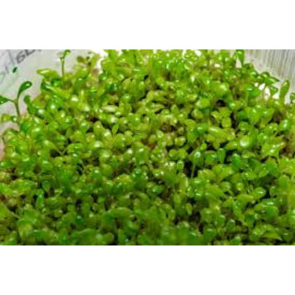 Water Plant Elatine Hydropiper