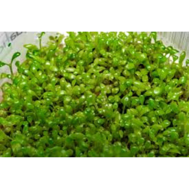 Water Plant Elatine Hydropiper