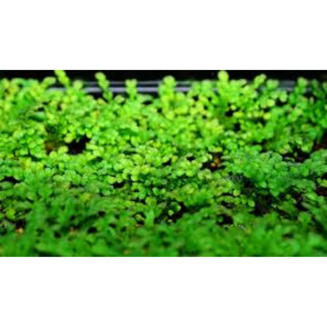 Water Plant Elatine Hydropiper