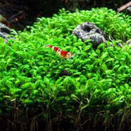 Water Plant Elatine Hydropiper